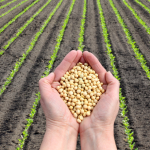 Danilo Regis Fernando Pinto mostra como a variação do preço das commodities impacta a economia brasileira, do câmbio ao crescimento.