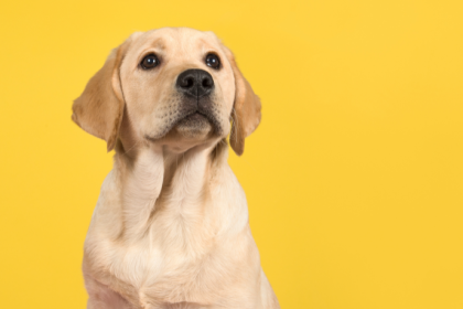 Jonatas Lucena analisa o caso do cachorro Orelha e como a omissão do Estado perpetua a impunidade.